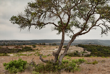 Mesquite in Texas hill country