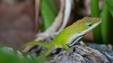 Wild gecko with copy space