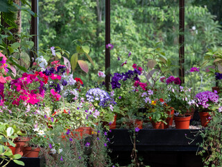 Brightly coloured potted flowering plants including petunias in the Palm House and Main Range of glasshouses in the Glasgow Botanic Gardens, Scotland UK.