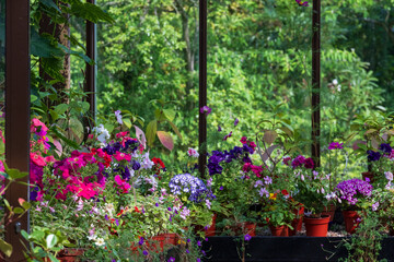 Brightly coloured potted flowering plants including petunias in the Palm House and Main Range of...
