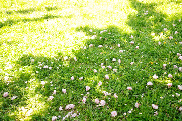 Picture of the beautiful green grass meadow with pink white flowers on spring seasonal.