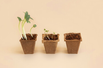 Seedlings in biodegradable pots on light yellow close up. Indoor gardening