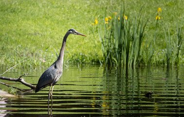 heron