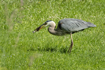 great heron