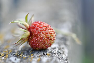red wild strawberry close-up. macro. vitamins