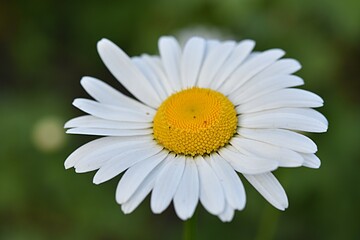 Obraz premium chamomile flower close-up on a green background. summer background.