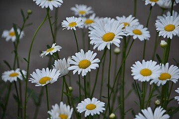 many chamomile flowers in the meadow. summer background.