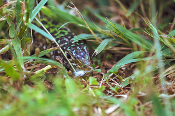 The green lizard chasing the cat/Le lézard vert chassant le chat