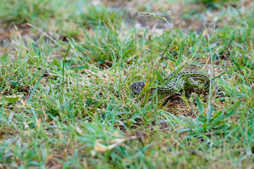The green lizard/Le l&eacute;zard vert