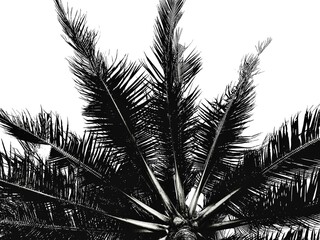 palm tree silhouette