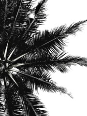 palm tree silhouette