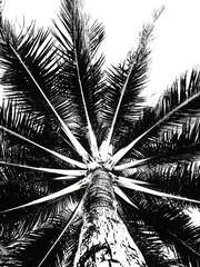 palm tree silhouette