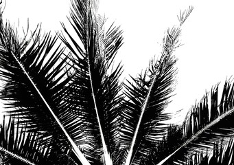 palm tree silhouette