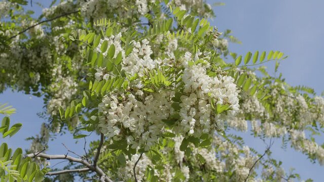 White acacia flowers on a acacia tree on a sunny summer day.