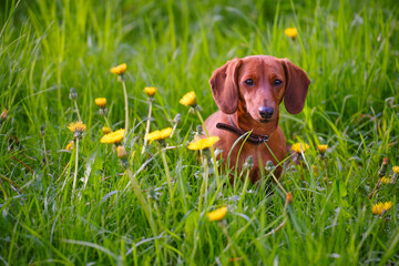 The red dachshund seating in the grass.	