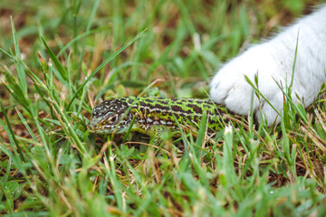 Green Lizard Hunt /La chasse au lézard vert