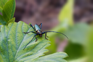 Beautiful Iridescent Musk Beetle on Leaf Frontal