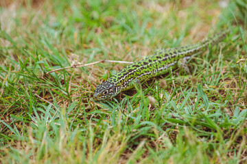 The green lizard/Le lézard vert