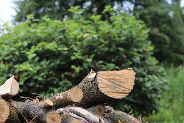 Firewood for barbecue in nature