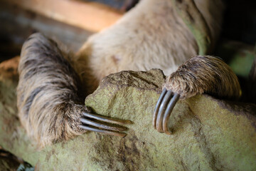 Close-up of three clawed toes of a three-toed sloth