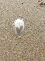 Feather on sand