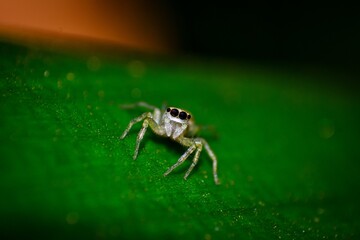 spider on a green leaf
