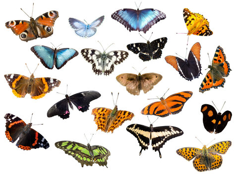 verschiedene Schmetterlingsarten freigestellt auf weißen Hintergrund
