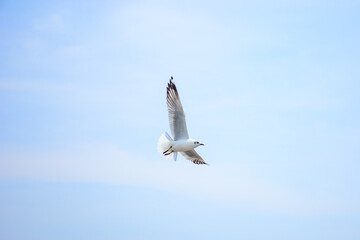 Fototapeta premium seagull in flight
