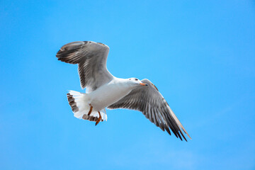 seagull in flight