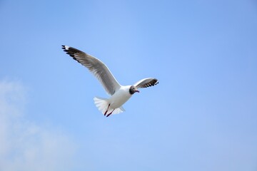 seagull in flight