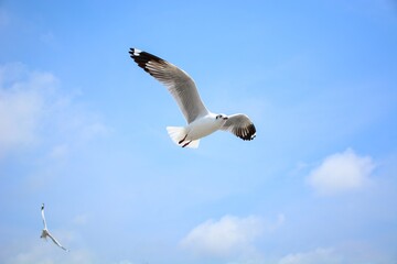 seagull in flight