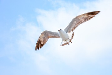 seagull in flight