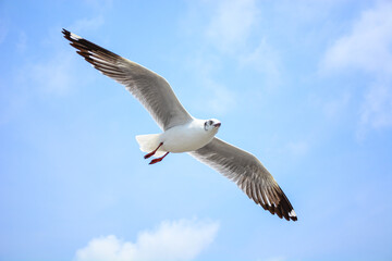 Fototapeta premium seagull in flight