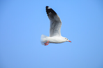 seagull in flight