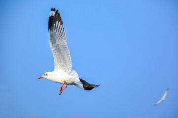 seagull in flight