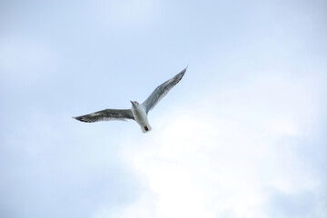 seagull in flight