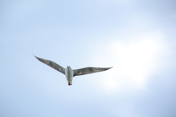 seagull in flight