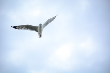 Obraz premium seagull in flight