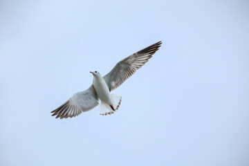 Obraz premium seagull in flight
