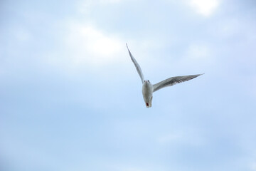 Obraz premium seagull in flight