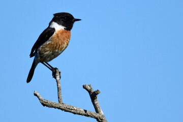 Schwarzkehlchen // European stonechat (Saxicola rubicola)
