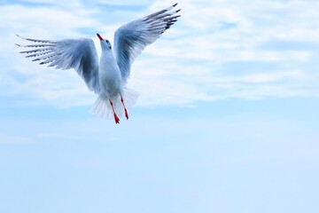 Obraz premium stork in flight