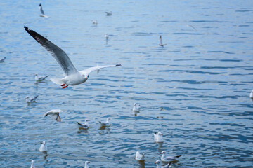 seagull in flight