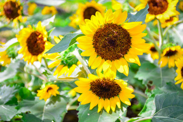 Obraz premium sunflowers in the garden