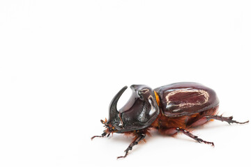 The European rhinoceros beetle (Oryctes nasicornis) is a large flying beetle 