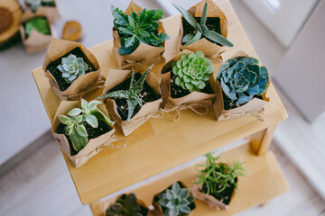 Succulents and cacti are packed in crafting bags and stand on a wooden shelf. Indoor plant store. Wedding day concept.