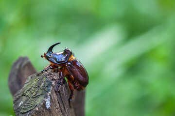 The European rhinoceros beetle (Oryctes nasicornis) is a large flying beetle 