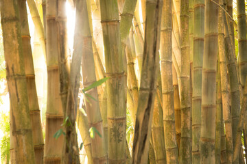 Bamboo tree - Algers, Algeria