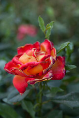 Beautiful orange rose - close-up