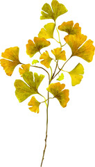 Obraz premium Ginkgo leaves and branches isolated on white background. Autumn background with yellow ginkgo leaves and branches. Ginkgo biloba leaves vector hand drawn illustration. Illustration of ginkgo leaves.